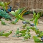 Colorful birds with peacock-like tails in lush forest with butterflies