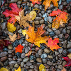 Vibrant Autumn Leaves in Orange, Red, Yellow, and Blue