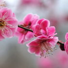 Vibrant pink flowers with yellow centers on soft-focused background