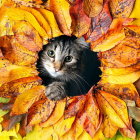 Calico Cat with Blue Eyes in Autumn Leaves