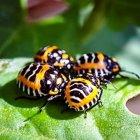 Yellow and Black Spotted Beetles on Green Leaf with Pink Flower