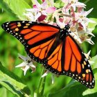 Colorful Monarch Butterfly Painting on Flowers and Green Background