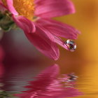 Pink Flowers with Golden Bokeh on Water Surface