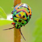 Colorful Beetle with Detailed Shell on Green Plant Stem