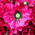 Vibrant pink flowers with green centers and layered petals.