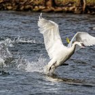 White and Blue Bird Taking Off from Water with Splashing Feet