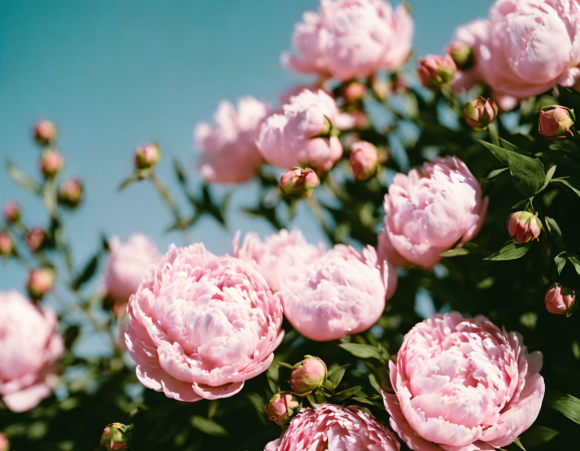 Pink peonies in full bloom with lush petals and green leaves under a clear blue sky