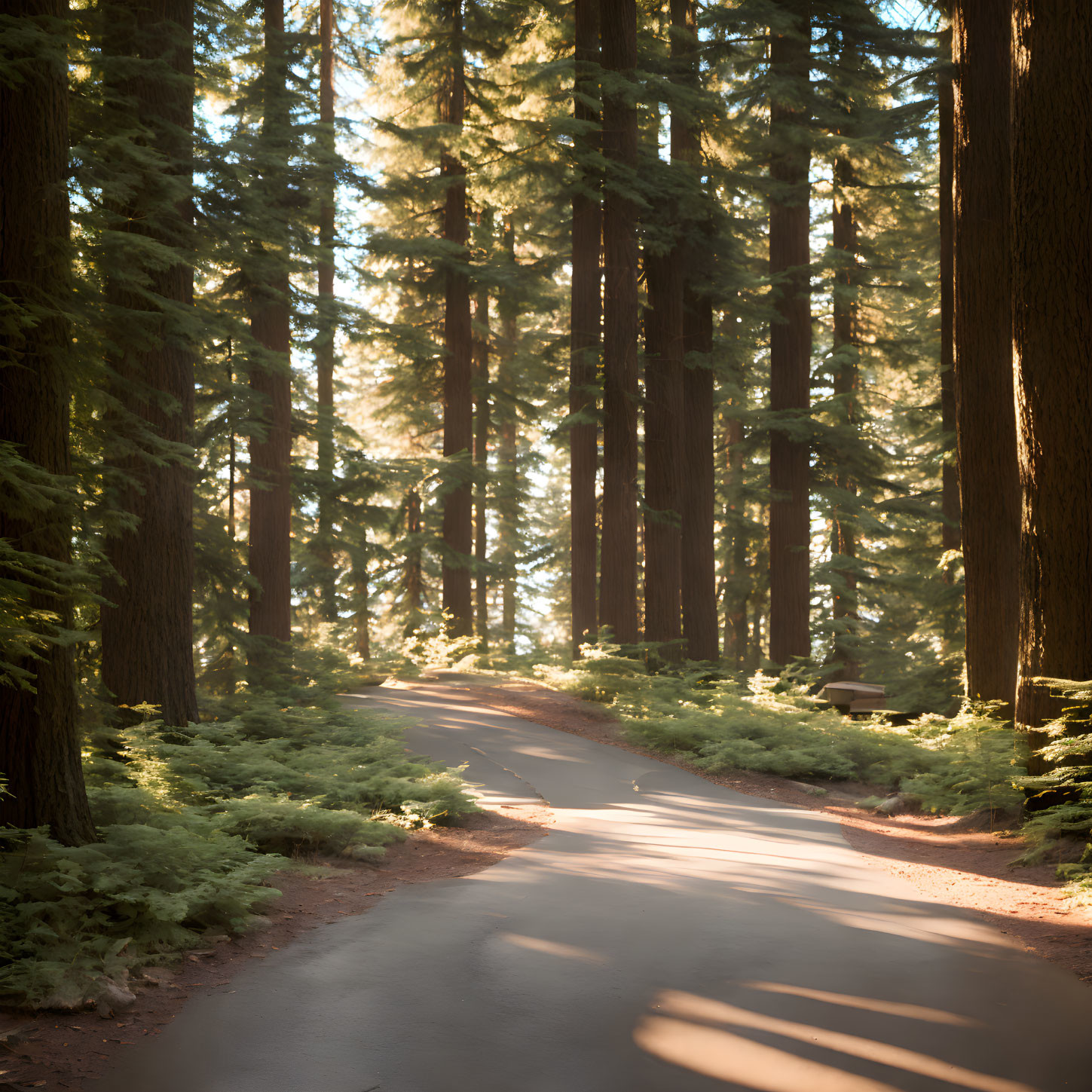 Serene forest with winding road and majestic trees