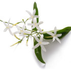 Detailed Illustration of Blooming White Star-Shaped Flower