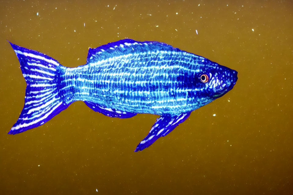 Vibrant blue fish with dark stripes swimming in golden-yellow backdrop