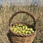 Colorful painting: Wicker basket with fresh apples against Tuscan countryside.