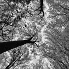 Forest floor view: Intertwining tree branches under dappled sky