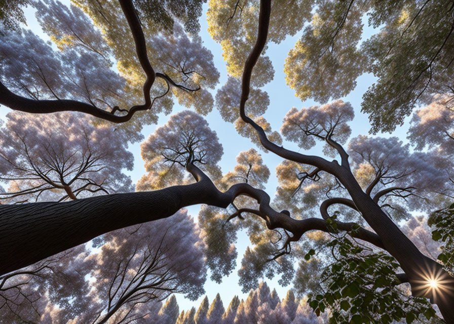 Forest floor view: Intertwining tree branches under dappled sky