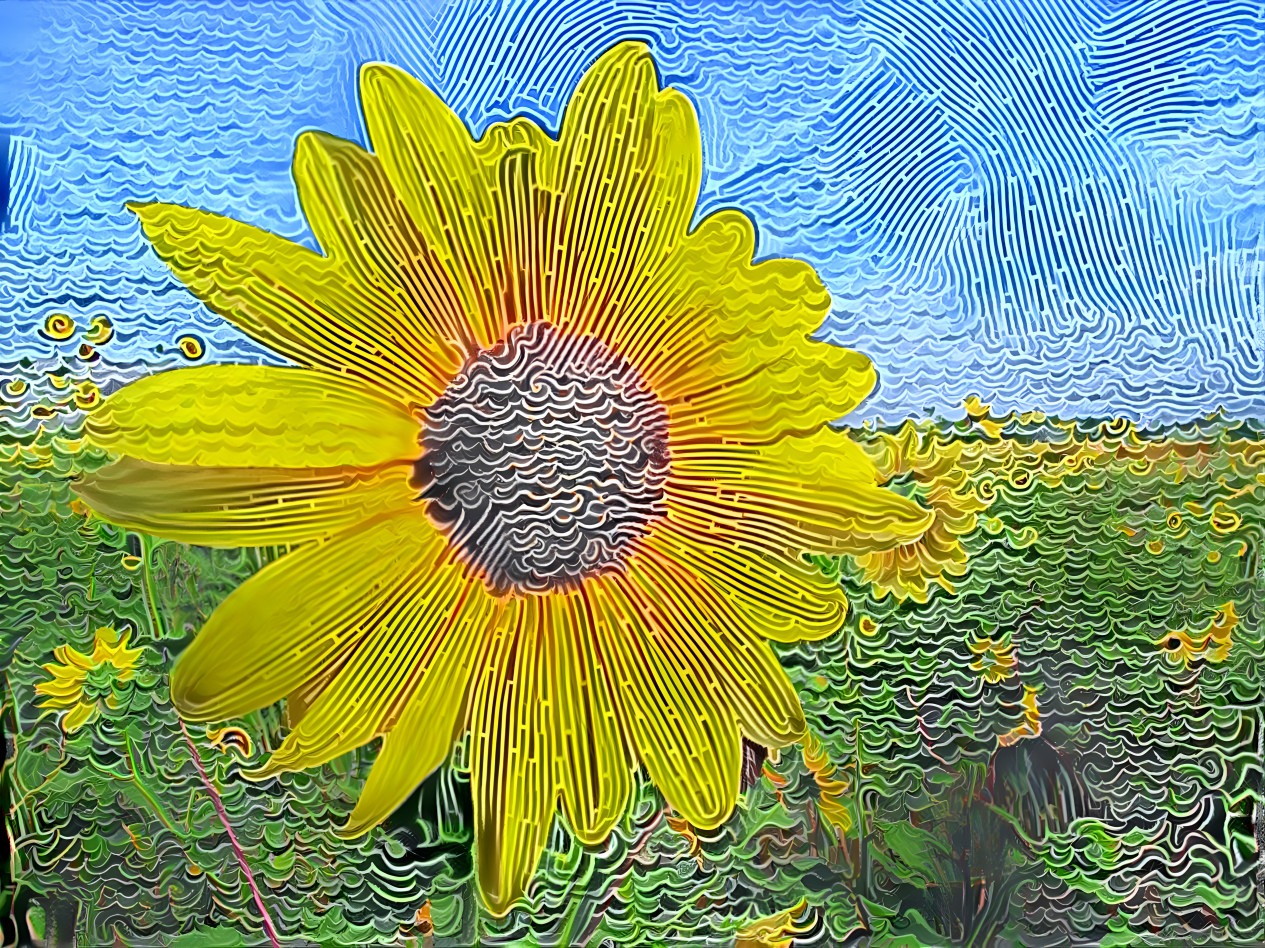 Sunflower