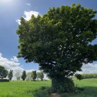 Majestic solitary tree in grassy plain with hills and cloudy sky