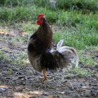 Ornate stylized roosters with metallic accents on green backdrop