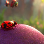 Red and black ladybugs on purple plant in soft light