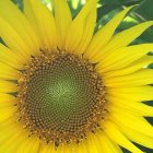 Colorful digitally enhanced sunflower with intricate patterns and dewdrops