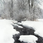 Snow-covered trees and sunlit stream in serene winter landscape