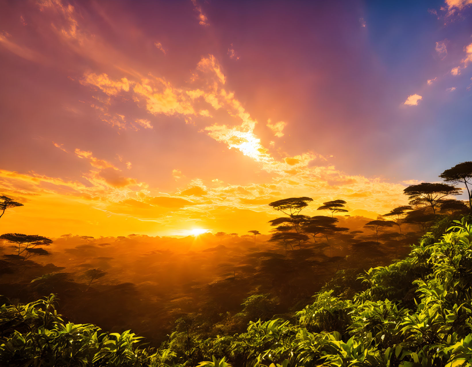 Colorful sunset with glowing clouds above dark forest.