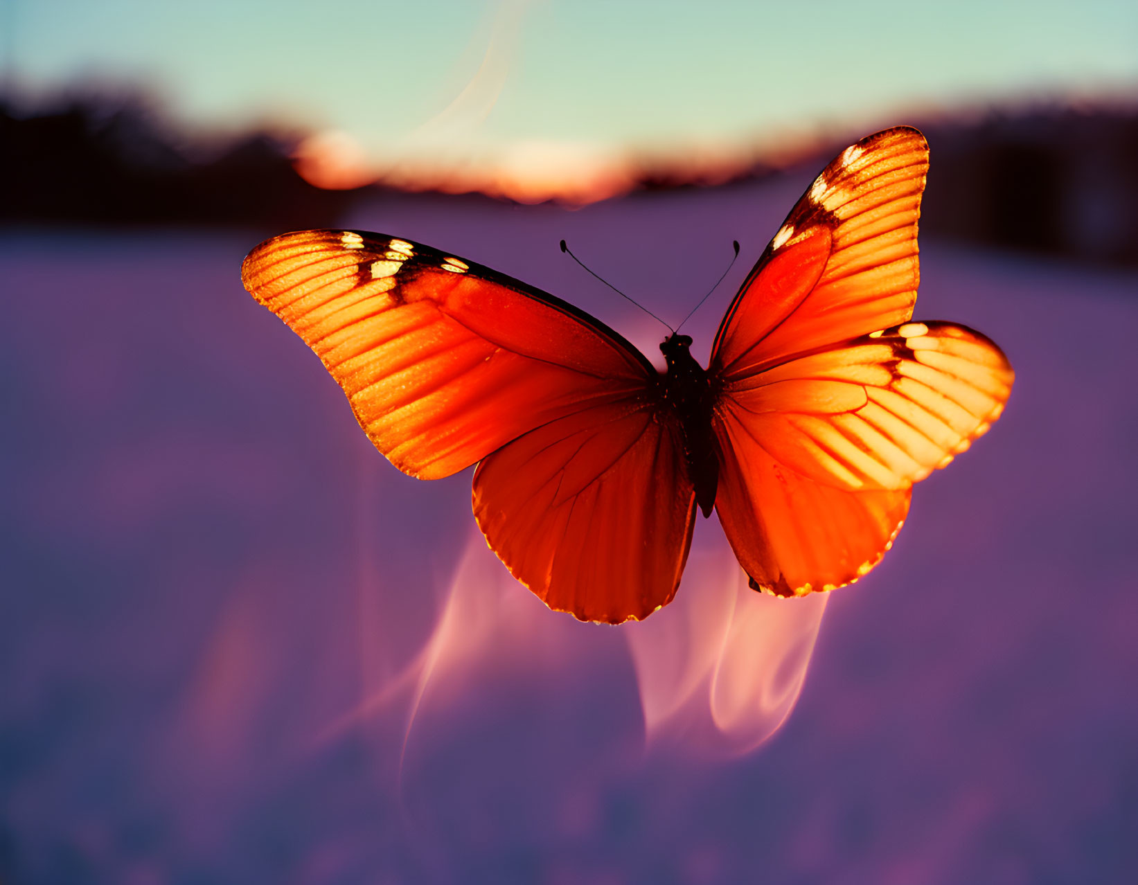 Orange Butterfly Backlit by Sunset in Snowy Landscape