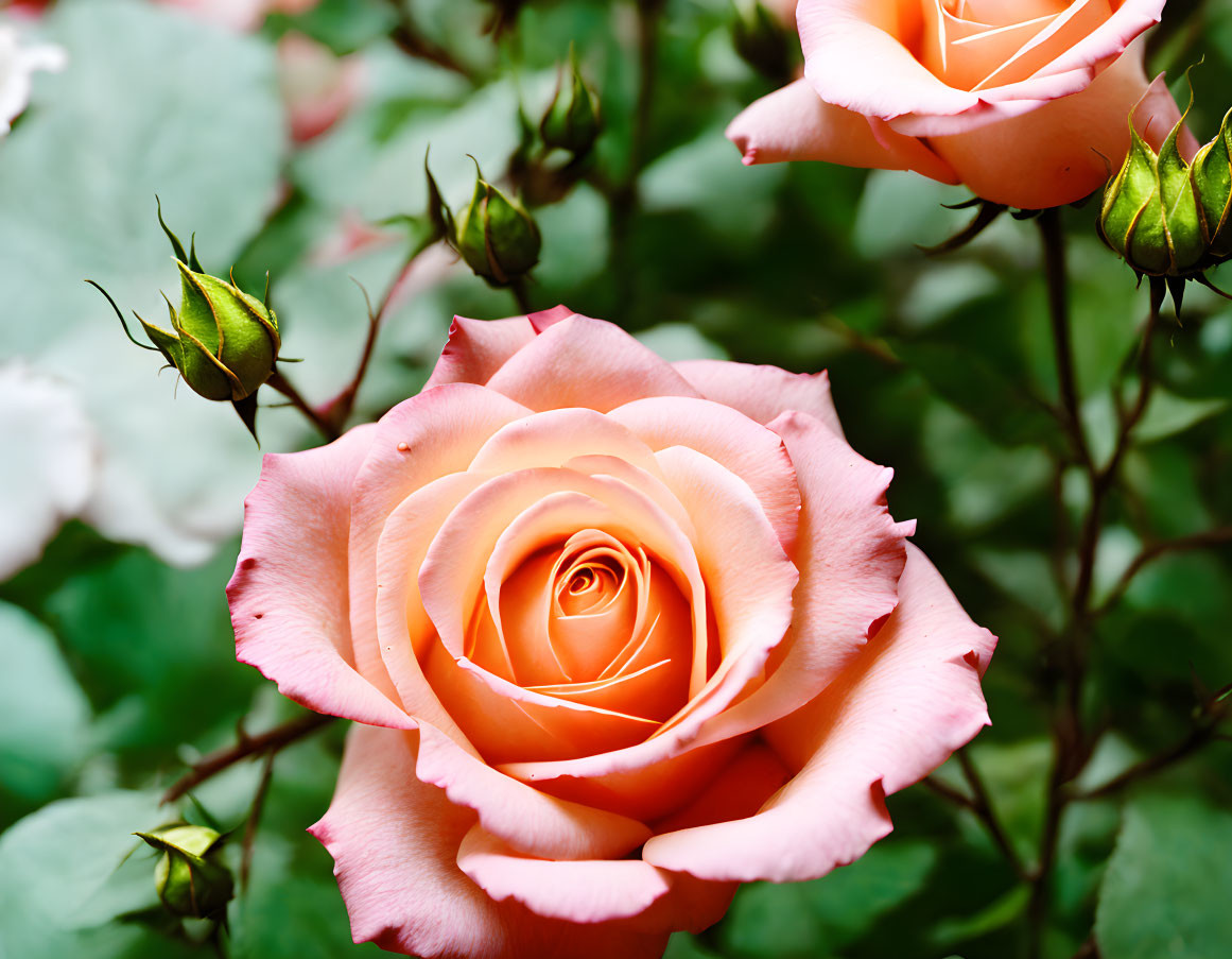 Close-Up of Peach-Colored Rose with Buds and Foliage