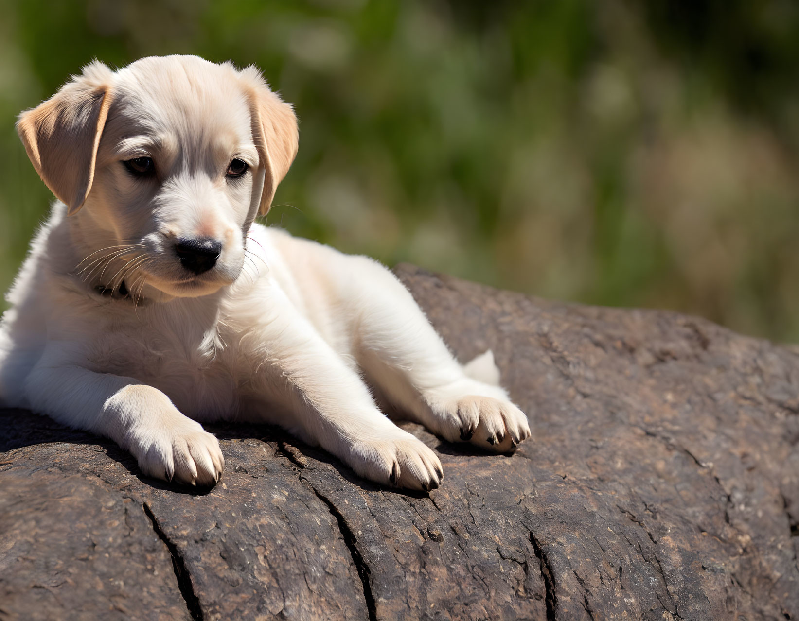 Cream Puppy Resting on Textured Wooden Log Outdoors