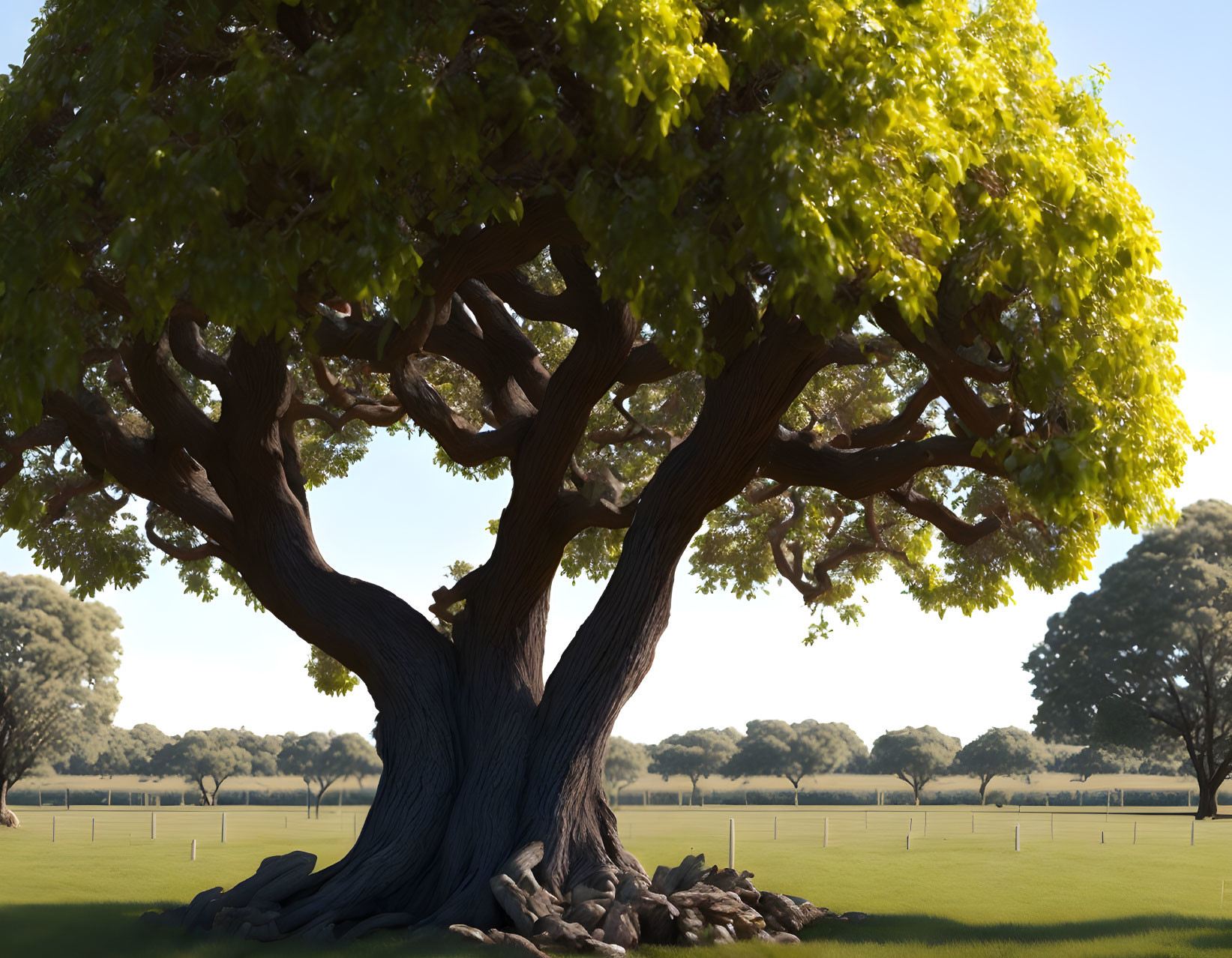 Majestic tree with thick trunk and dense foliage in sunlit field