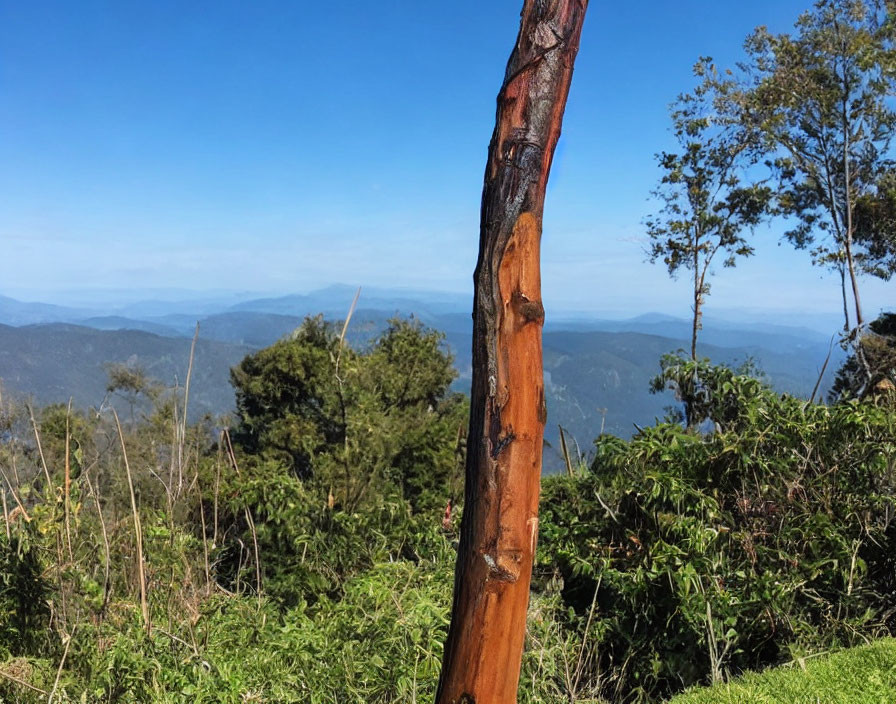 Peeling tree trunk with greenery and distant mountains in clear sky