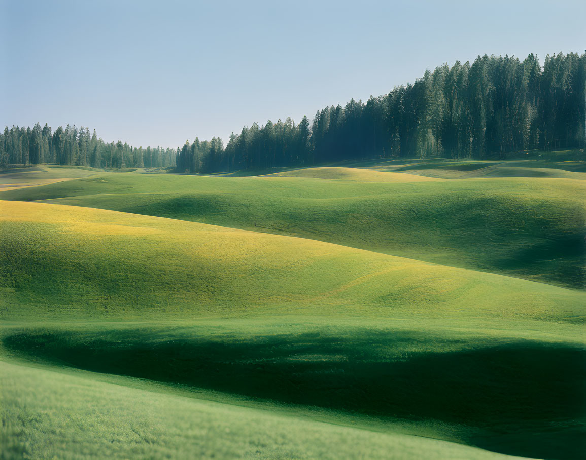 Scenic green hills and dense forest under clear sky