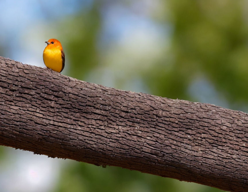 Small Orange and Yellow Bird Perched on Tree Branch in Blurred Background