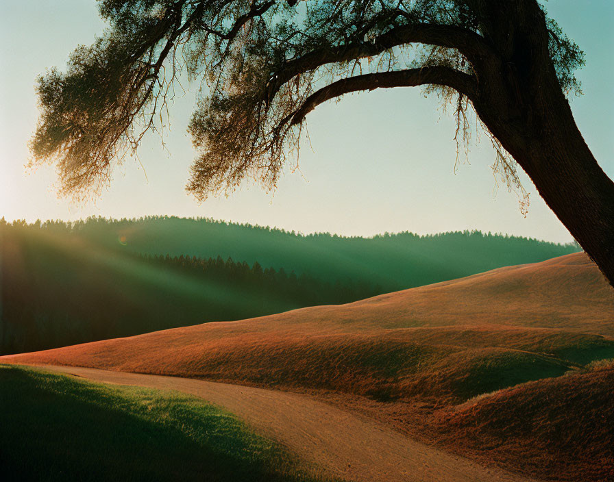 Golden sunset over hilly landscape with large tree and misty forest