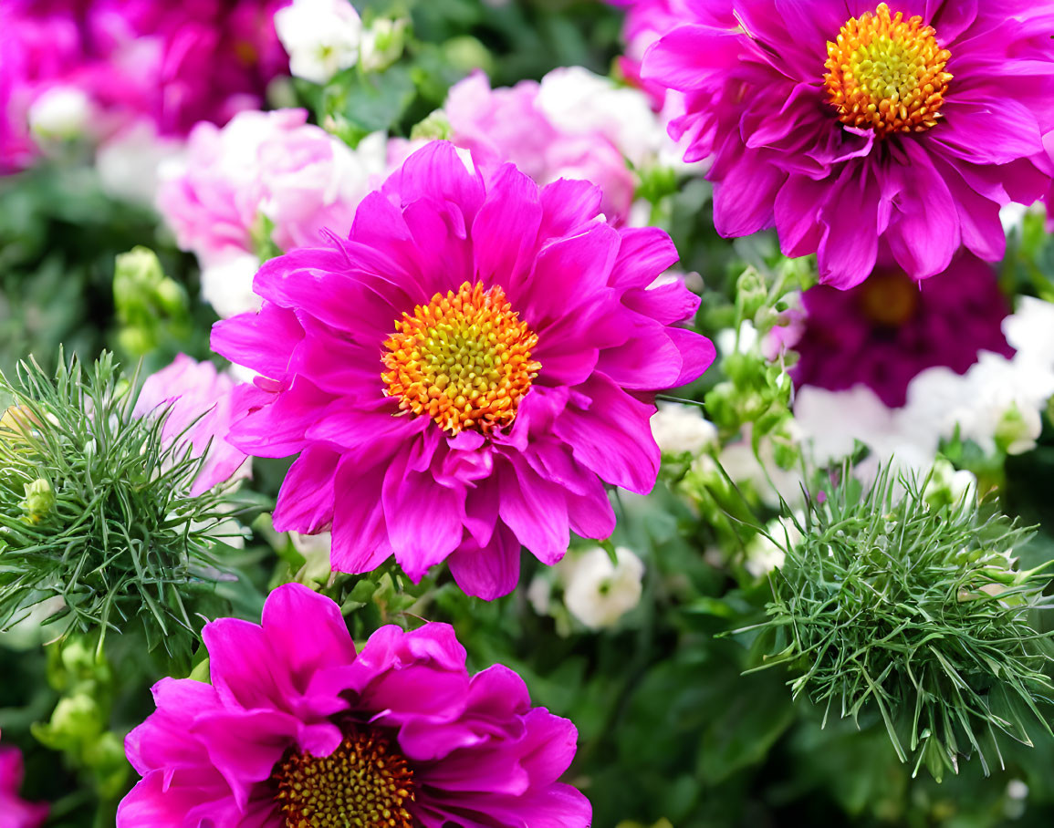 Colorful Pink Flowers with Yellow Centers and Green Foliage