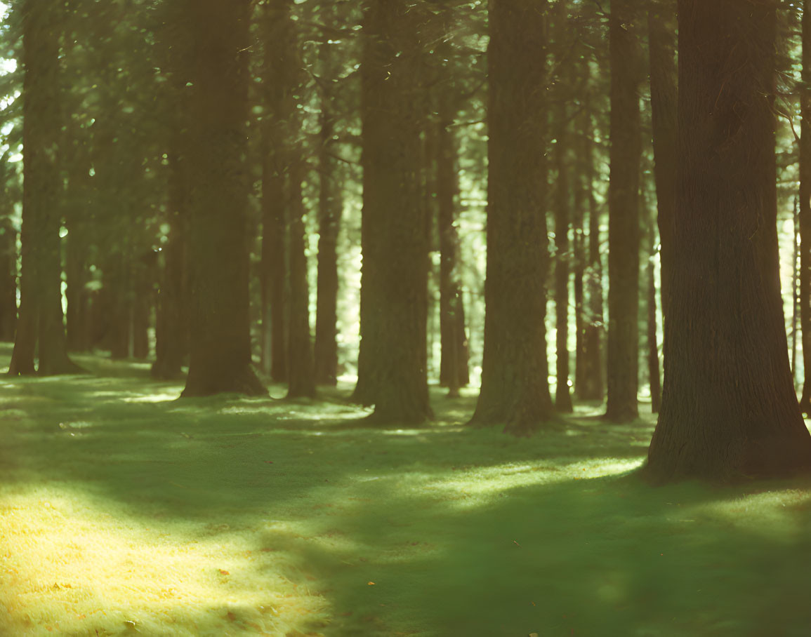 Tranquil forest scene with soft sunlight and tall trees