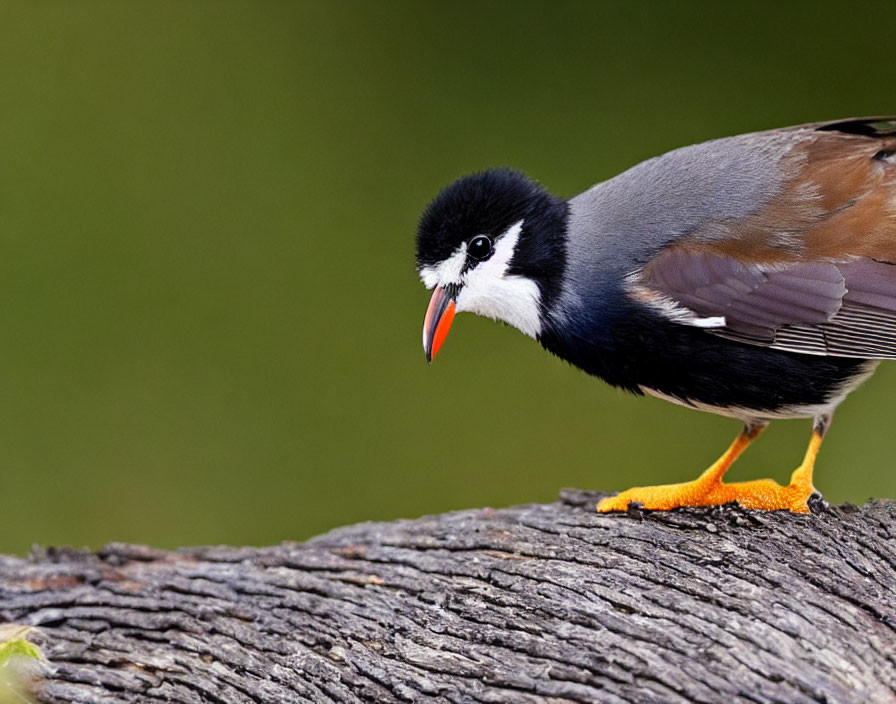 Colorful Bird with Black Head and Red Beak on Textured Wooden Branch