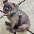 Stylized bulldog in decorated vest sitting on staircase with tongue out