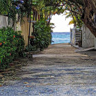 Tranquil Tropical Pathway with Palm Trees and Ocean View