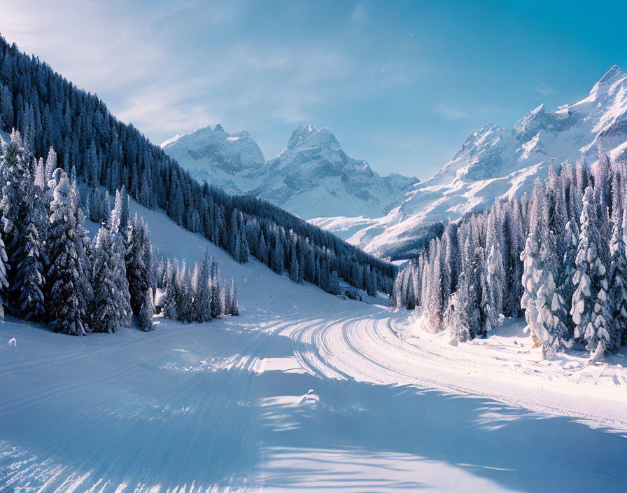 Winter scene: Snowy pine trees, ski track, mountains, blue sky