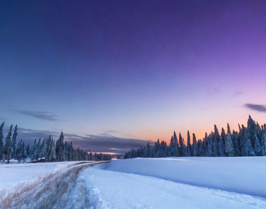 Purple Starry Night Sky Over Snowy Landscape with Silhouetted Pine Trees