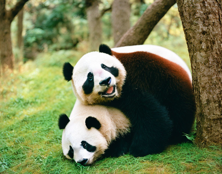 Two pandas in lush green setting, one lying down, the other sitting peacefully.