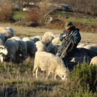 Rural landscape with shepherd, flock of sheep, and autumn trees