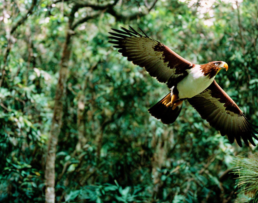 Majestic eagle soaring over lush green forest