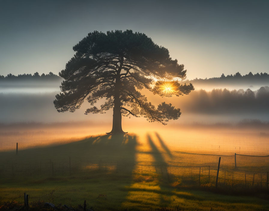 Sunrise scene: solitary tree in misty field with sunbeams and long shadows