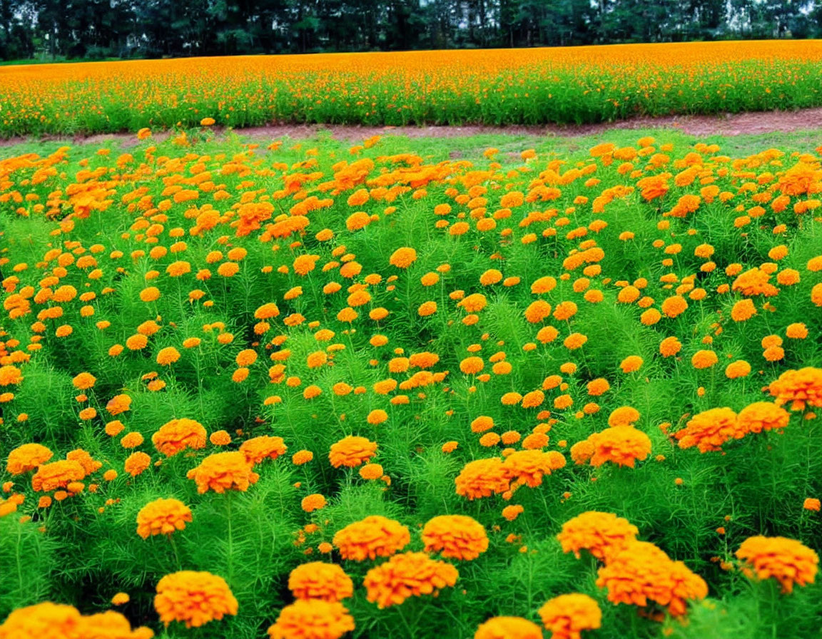 Vibrant orange marigold flowers in lush field under hazy sky