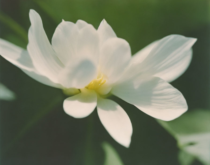 Delicate white flower with soft petals and yellow center on blurred green background