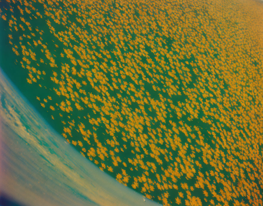 Vibrant golden algal bloom on coastline from satellite view