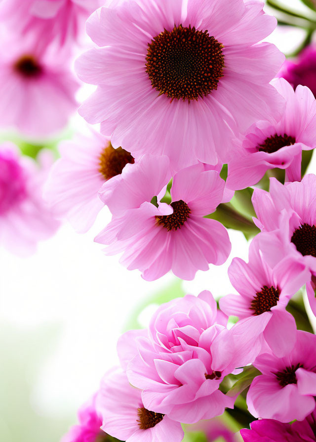 Vibrant pink flowers with dark centers on soft green backdrop