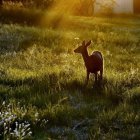 Mystical forest scene with three antelopes amid vibrant flora