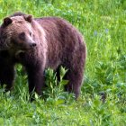 Colorful Impressionistic Bear in Vibrant Forest Scene