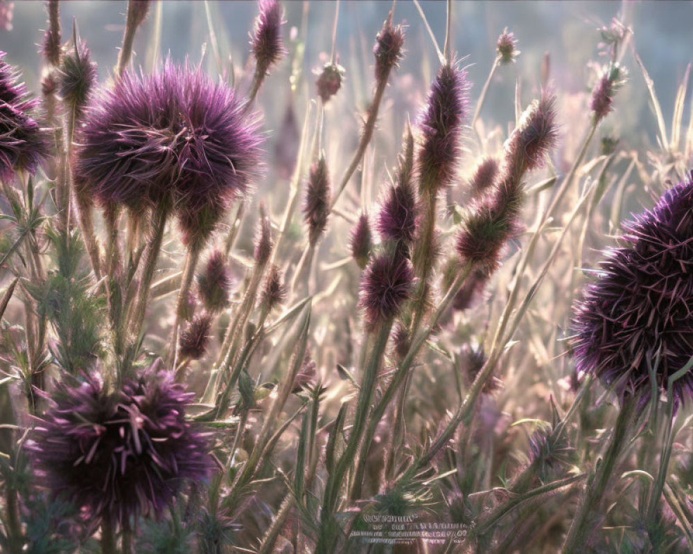 Tranquil field with purple thistle flowers in soft sunlight